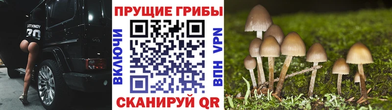 Галлюциногенные грибы ЛСД  Закаменск 